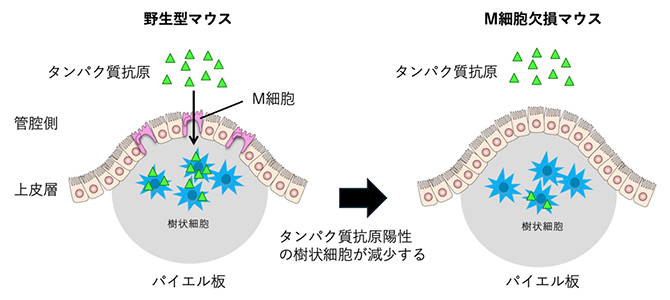 M細胞は食物抗原を樹状細胞に受け渡す仲介役の図