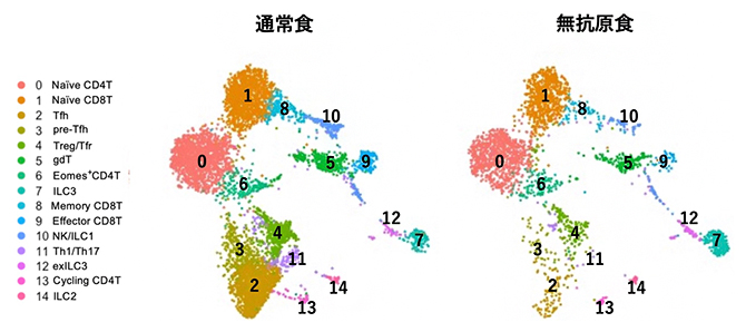 食物抗原によって誘導されるT細胞の違いの図