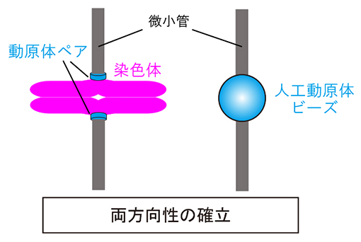 動原体ペアにより両方向に引っ張られる染色体と、今回開発した人工動原体ビーズの模式図の画像