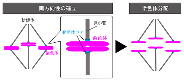 染色体の両方向性の確立の図