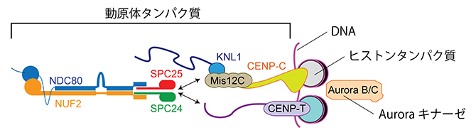 動原体の模式図の画像