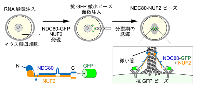人工動原体ビーズの作製の図