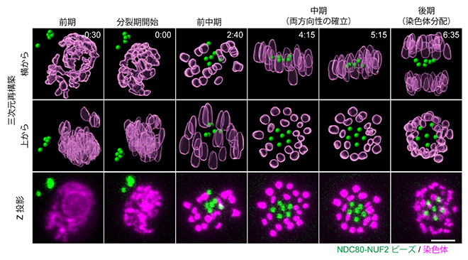 染色体と同様に整列する人工動原体ビーズの図