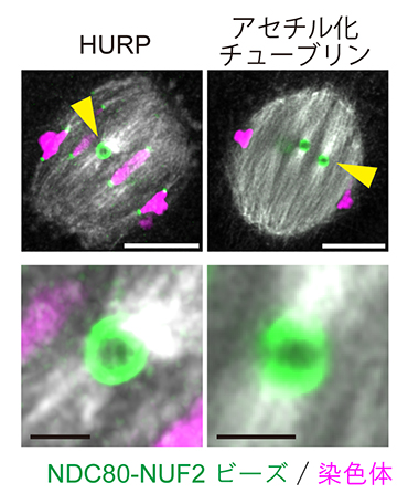 人工動原体ビーズの両方向性の確立の図