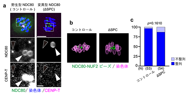 細胞内の動原体タンパク質に依存しない人工動原体ビーズの両方向性の確立の図