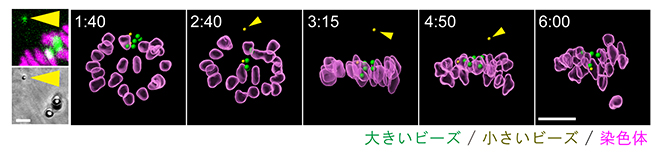 サイズの影響を受ける人工動原体ビーズの挙動の図