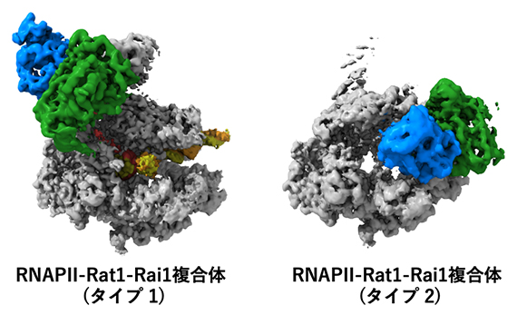 転写終結の前（タイプ1）と後（タイプ2）のRNAPⅡ-Rat1-Rai1複合体構造の図