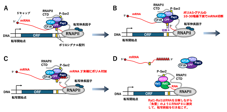 転写終結の概略図の画像