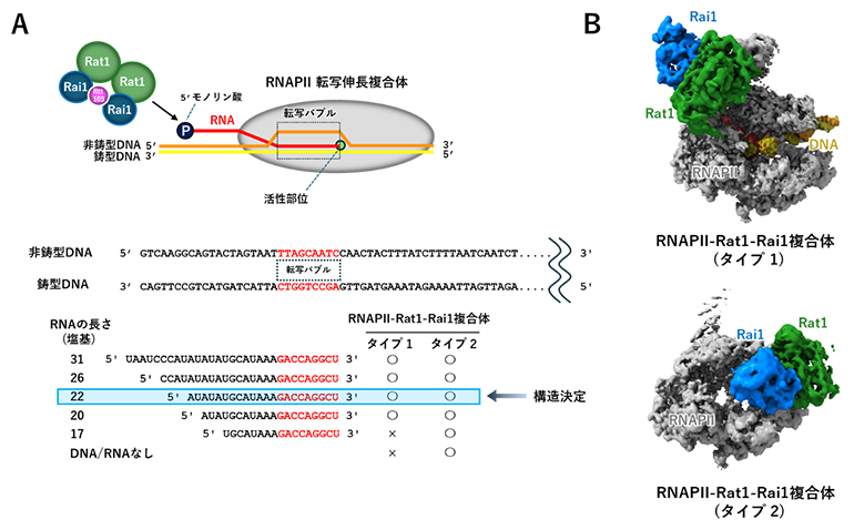 試験管内で再構成した転写終結の図