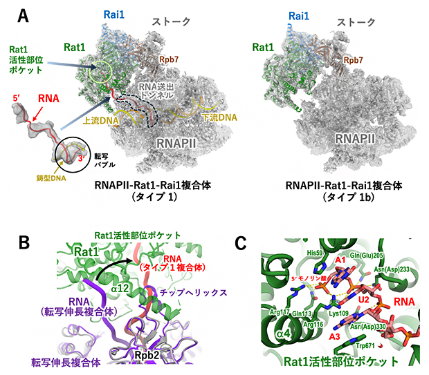 Rat1-Rai1とRNAPⅡの結合―タイプ1の図