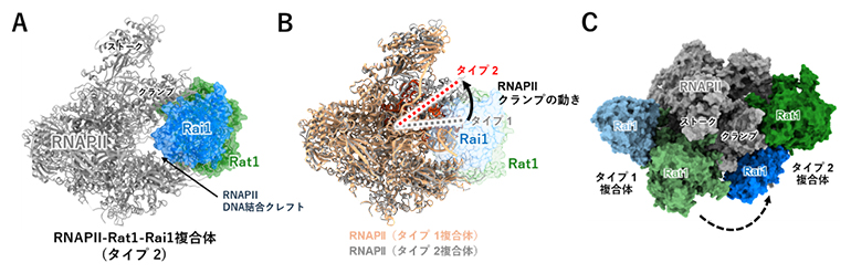 Rat1-Rai1とRNAPⅡの結合―タイプ2の図
