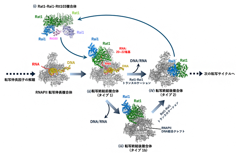 Rat1-Rai1依存的転写終結のモデルの図