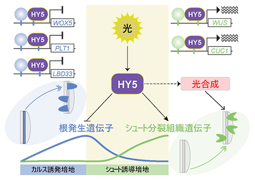 HY5を介した光シグナルは、植物再生における新しい分裂組織の運命を決定するの図