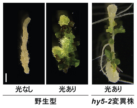 植物再生におけるHY5を介した光シグナルの影響の図