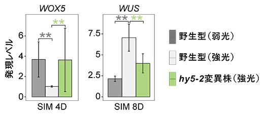 光シグナルによるHY5を介した遺伝子発現の制御の図