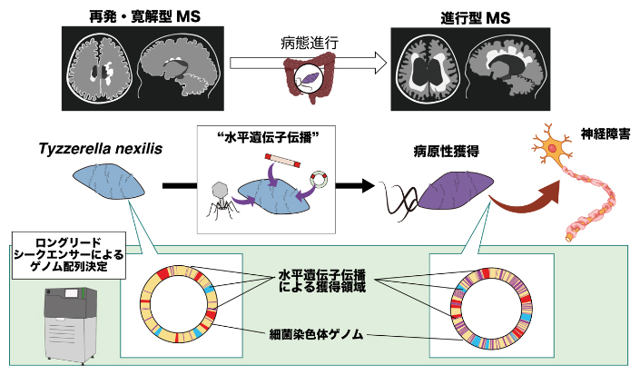 本研究の概念図の画像
