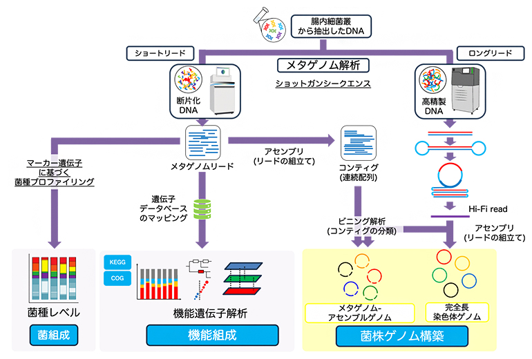 メタゲノム解析の概略の図
