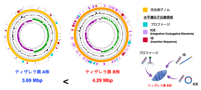 ティザレラ菌B株が持つ特殊なゲノム構造の図