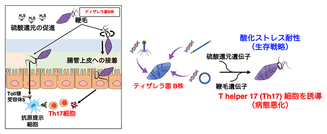 ティザレラ菌B株が持つ機能的特徴の図
