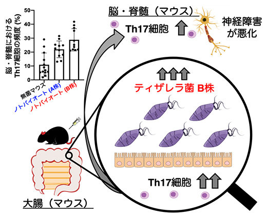 「ティザレラ菌B株」が神経炎症に与える影響の図