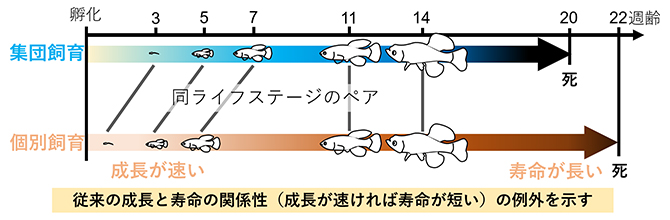 アフリカンターコイズキリフィッシュの稚魚期の飼育密度と寿命の関係の図