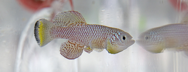 短命小型魚類アフリカンターコイズキリフィッシュの成魚の図