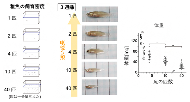 稚魚の飼育密度と成長の図