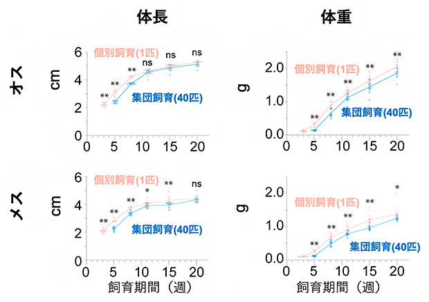 個別飼育と集団飼育の体長と体重の経時変化の図