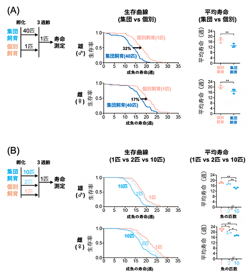 稚魚の飼育密度と成魚の寿命の図