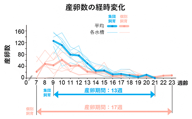 個別飼育と集団飼育における産卵数の経時変化の図