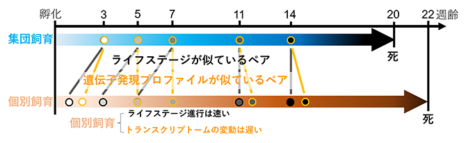 個別飼育と集団飼育におけるライフステージ進行とトランスクリプトーム変動の図