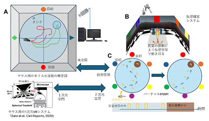 実空間での従来のモリス水迷路試験とVR空間での仮想モリス水迷路試験の図