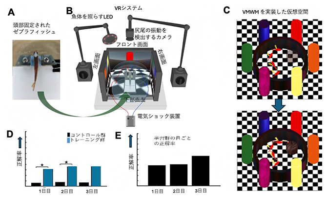 頭部固定のゼブラフィッシュを用いたVRシステムの概要とその学習結果の図