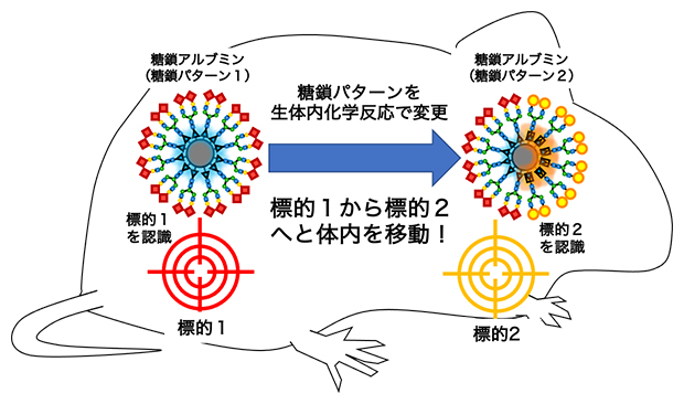 マウス体内での化学反応により糖鎖アルブミンが体内の臓器から異なる臓器へ移動の図