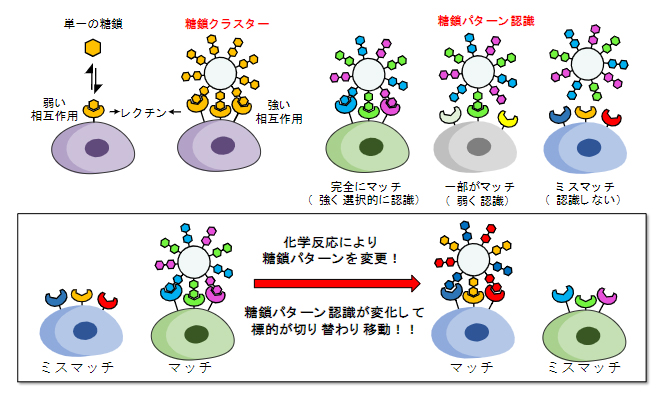 体内での糖鎖のパターン認識の切り替えを利用した体内分子移動の図