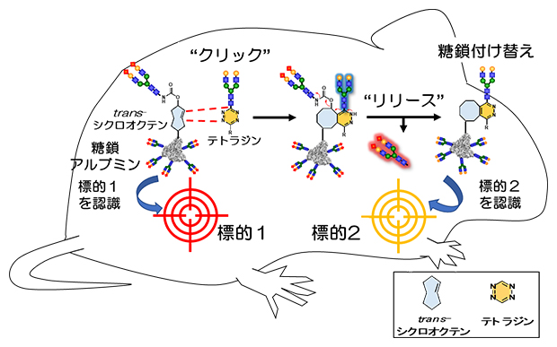 click-to-release反応を利用した糖鎖アルブミンの体内移動の図