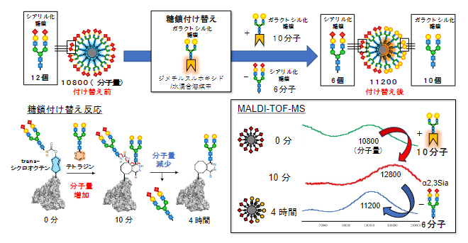 質量分析法（MALDI-TOF-MS）によるclick-to-release反応の追跡の図