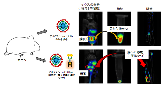 マウス体内での糖鎖付け替え反応による排せつ経路の変更の図