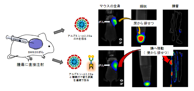 マウス腫瘍組織内での糖鎖付け替え反応によるがんから腸管への分子移動の図