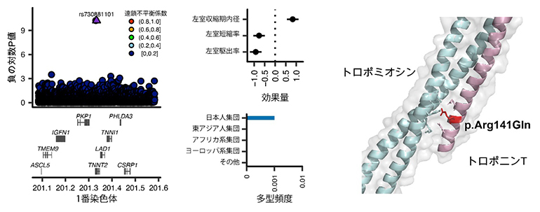 心機能低下・心不全を来す日本人特有のTNNT2遺伝多型の図