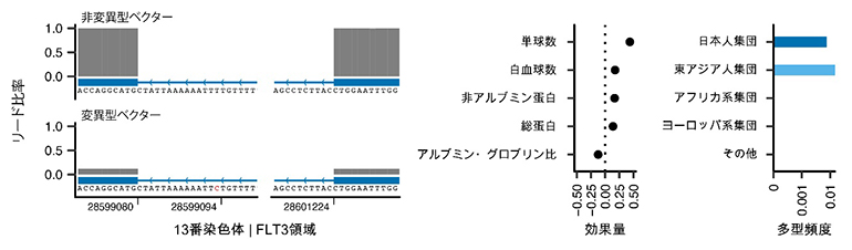 スプライシング異常を介してFLT3遺伝子機能を破壊するイントロン遺伝多型の図