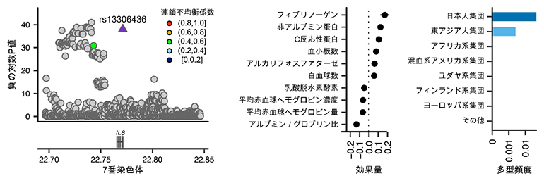 炎症の誘導によって結核感染耐性を示すIL6遺伝多型の図