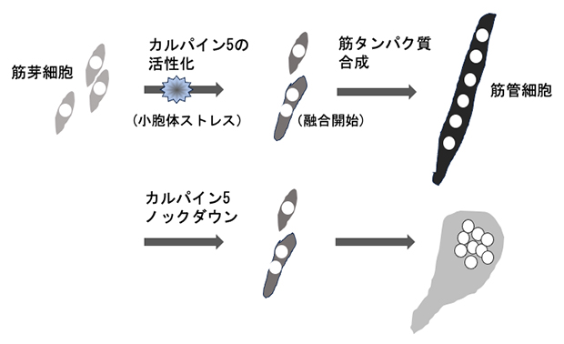カルパイン5の働きと筋タンパク質合成、細胞中の核配置の図