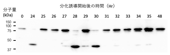 分化誘導された筋芽細胞の中でSTAT3を切断するカルパイン5の図