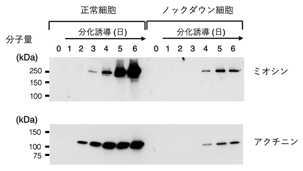 カルパイン5の有無による筋タンパク質の合成の図
