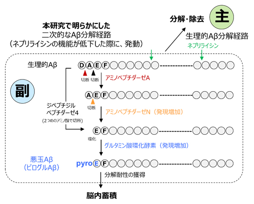 悪玉Aβが作られる仕組みの図