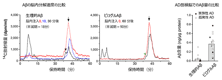 生理的AβとピログルAβの脳内分解速度の比較（ラット）とAD脳内含量の比較の図