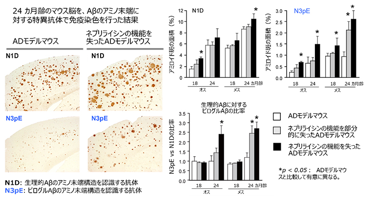 ネプリライシン活性低下によるピログルAβ蓄積の促進の図