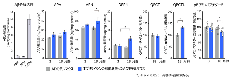 ネプリライシンの機能低下による二次的なAβ分解経路構成酵素群の誘導の図