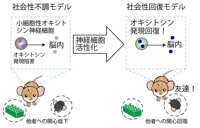 社会性不調モデルマウスにおけるオキシトシン神経細胞の機能不全と回復の図